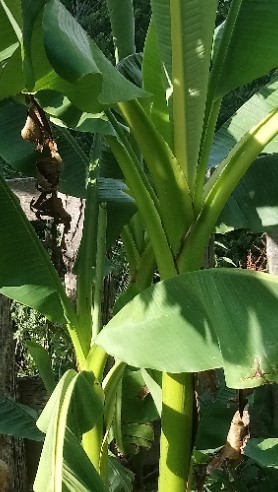 Bananier Musa