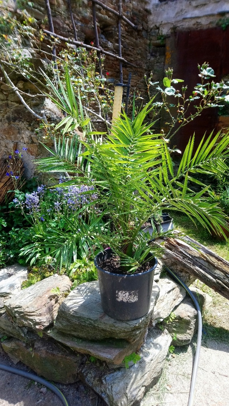 Phoenix Canariensis 'palmier des Canaries'