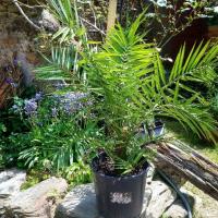 Phoenix Canariensis 'palmier des Canaries'