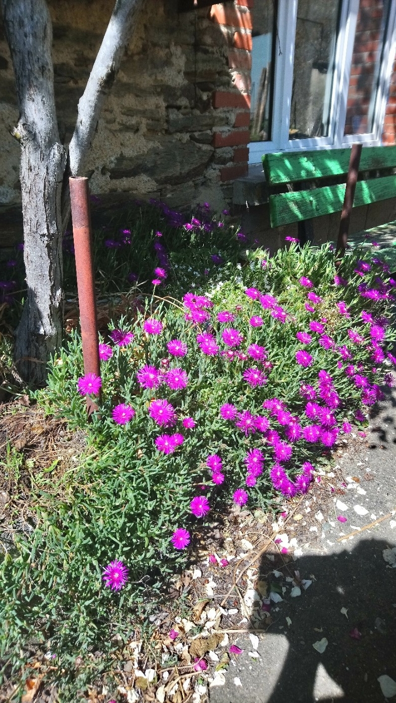 'Griffes de Sorcière' Carpobrotus