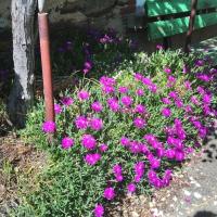 'Griffes de Sorcière' Carpobrotus