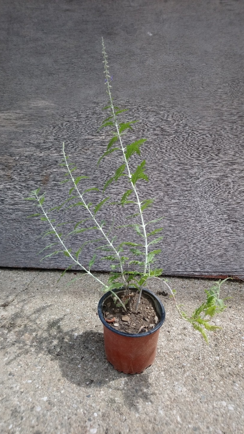 Perovskia Atriplicifolia 'sauge d'Afganistan