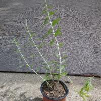 Perovskia Atriplicifolia 'sauge d'Afganistan