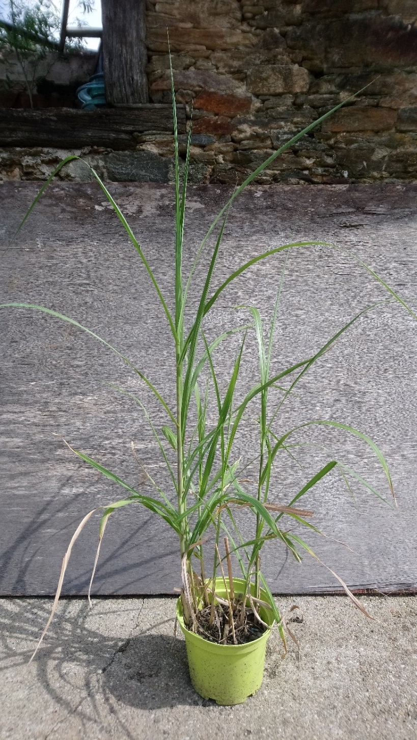 miscanthus moyen