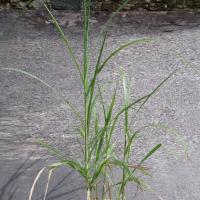 miscanthus moyen