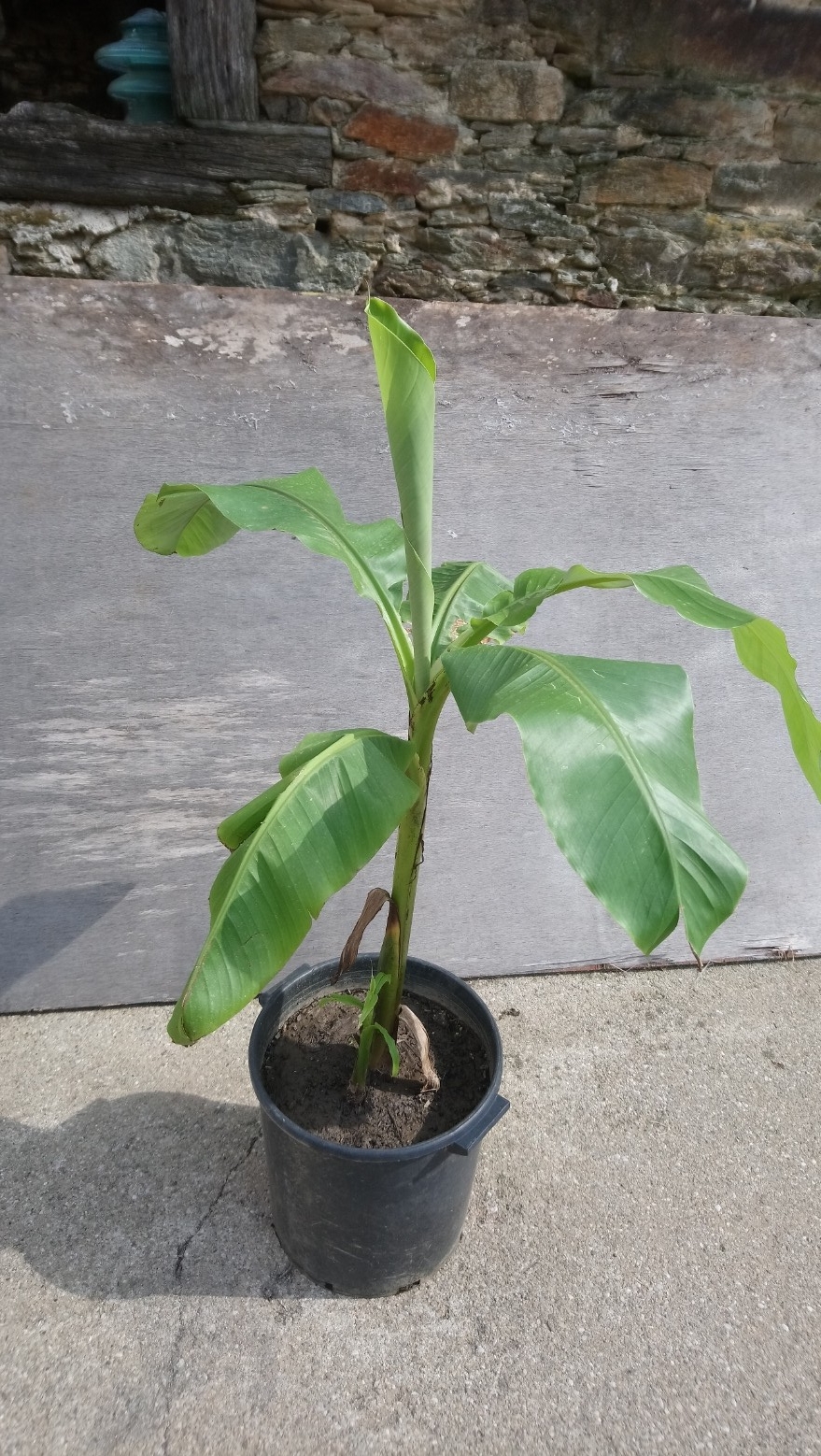 Bananier en pot