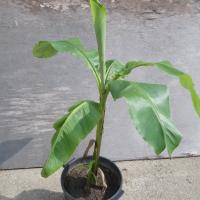 Bananier en pot