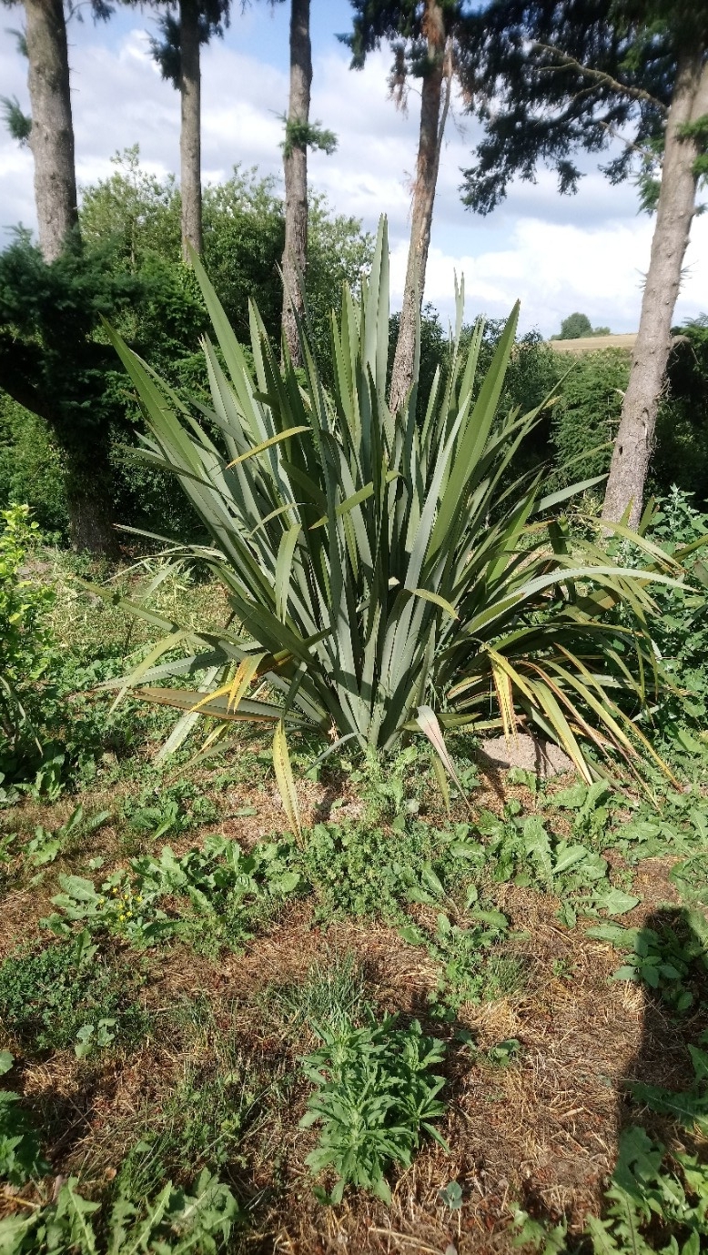 Phormium Tenax 'lin de Nouvelle Zélande'