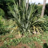 Phormium Tenax 'lin de Nouvelle Zélande'