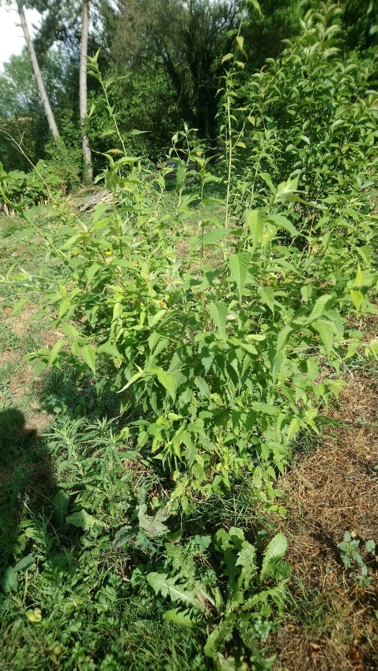 corète du japon kerria Japonica 