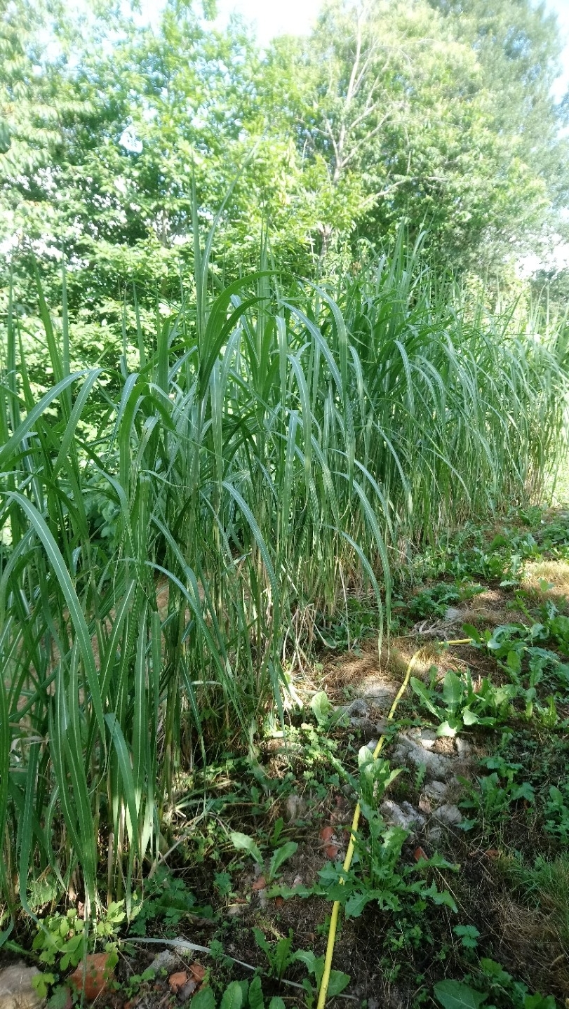 Miscanthus géant