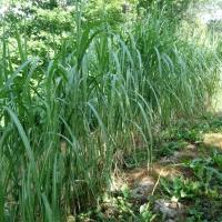 Miscanthus géant