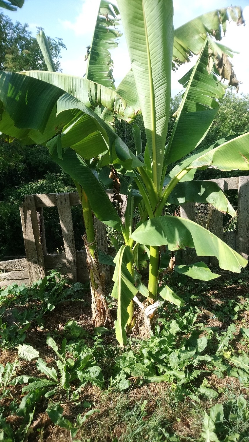 Bananiers Musa
