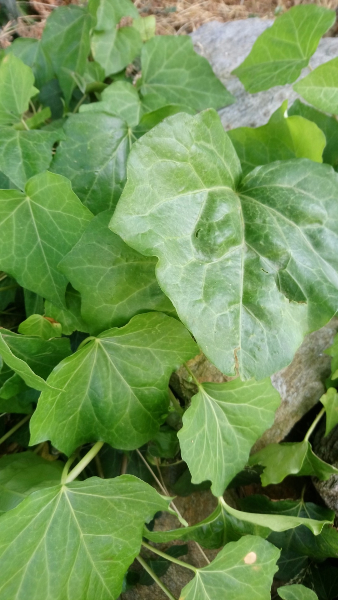 lierre arbustif Hedera ' Algérian'