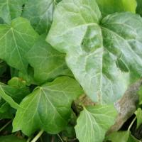 lierre arbustif Hedera ' Algérian'