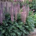 Acanthus spinosus