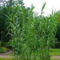 Arundo donax canne de provence