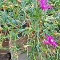 Carpobrotus acinaciformis griffes de sorciere