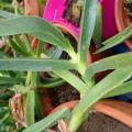 Carpobrotus chilensis griffes de sorciere