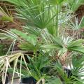 Chamerops humilis