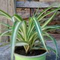 Chlorophytum2