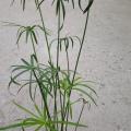 Cyperus alternifolius