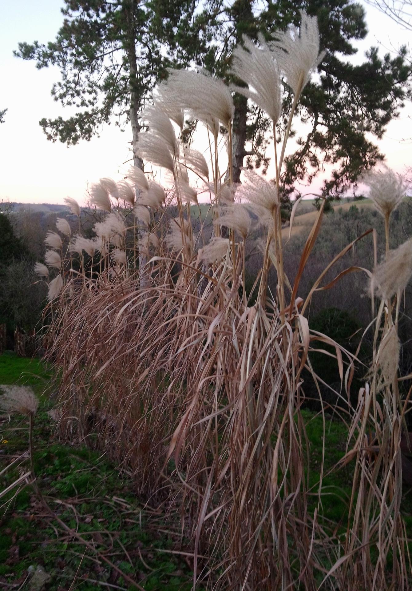 FEUILLAGE HIVER