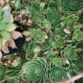Echeveria artichaud 2