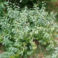 Eleagnus x ebbengeii