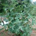 Ficus carica figuier fruit