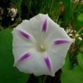 Fleur d ipomee 2