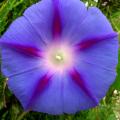 Fleur d ipomee