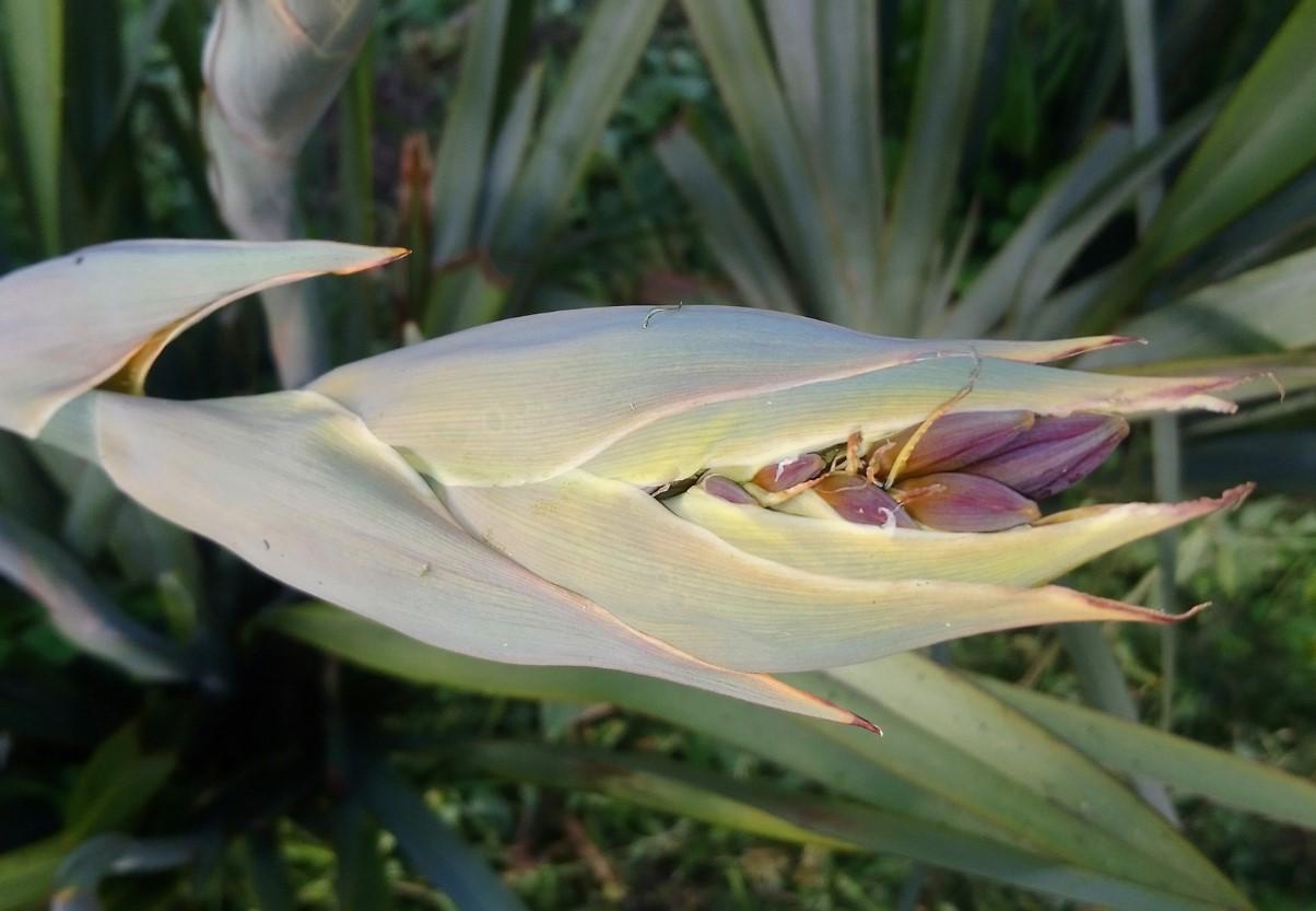 Fleur phormium1
