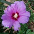 Hibiscus syriacus fleur