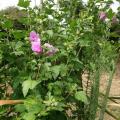 Hibiscus syriacus