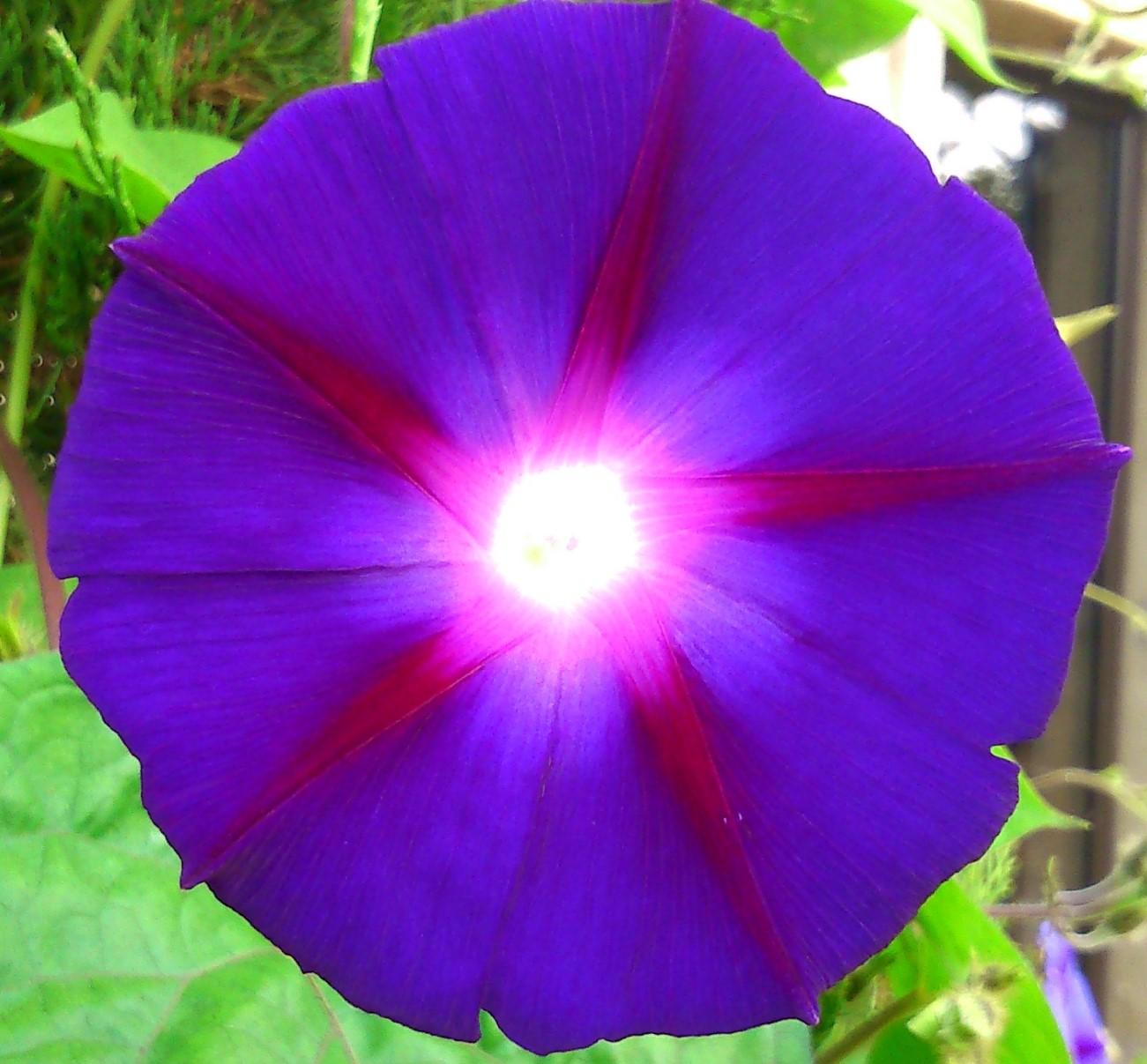 IPOMEE fleur de la famille des convolvulacées