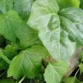 Lierre arbustif hedera algerian