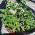 Melissa officinalis