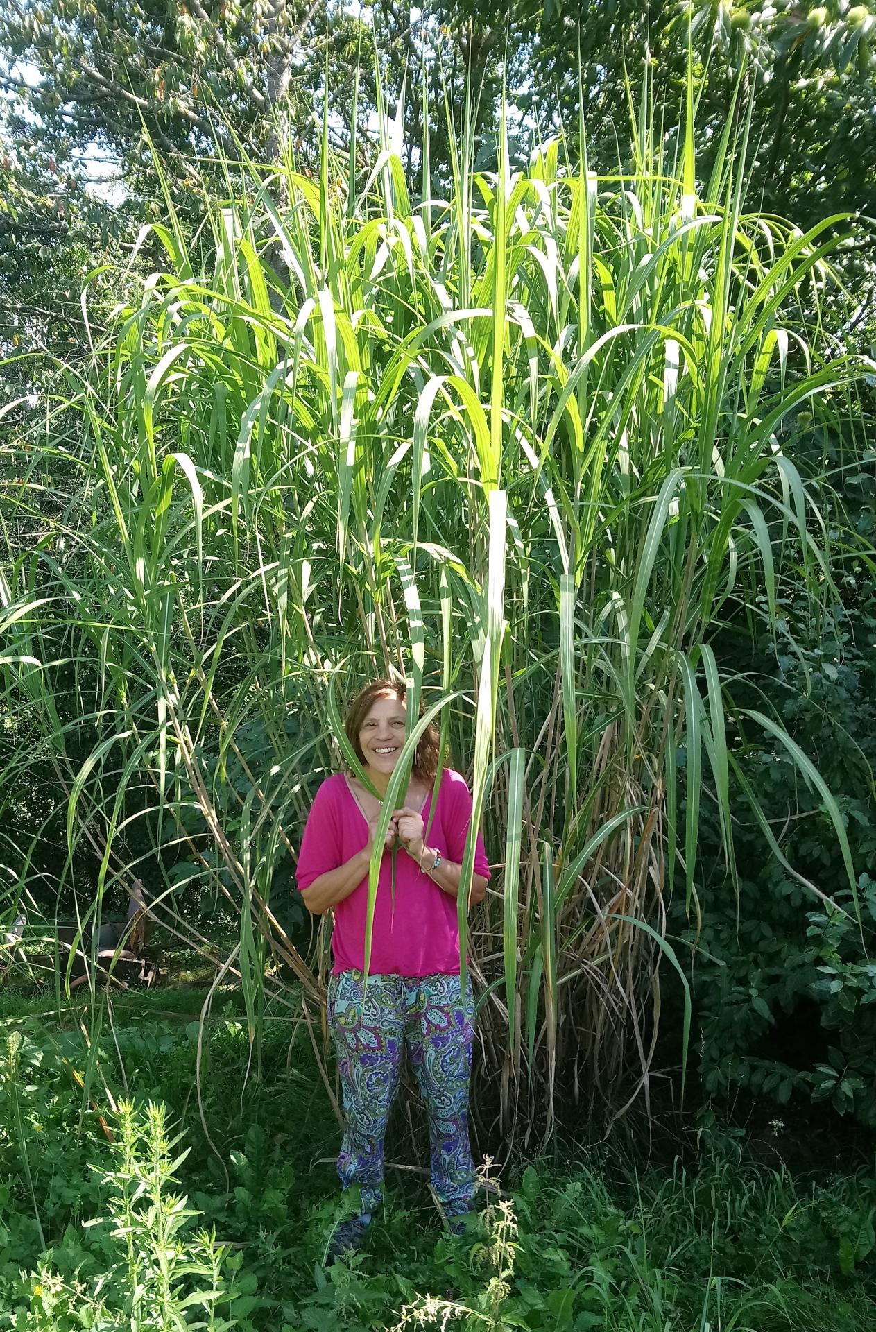Miscanthus geant jpg 7 9cmg