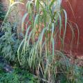 Miscanthus geant