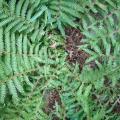 Pteridium fougere endemique