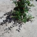 Sauge rouge salvia microphyllal royal bumble