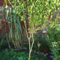Saule blanc tortueux salix alba
