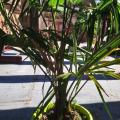 Trachycarpus fortuneii