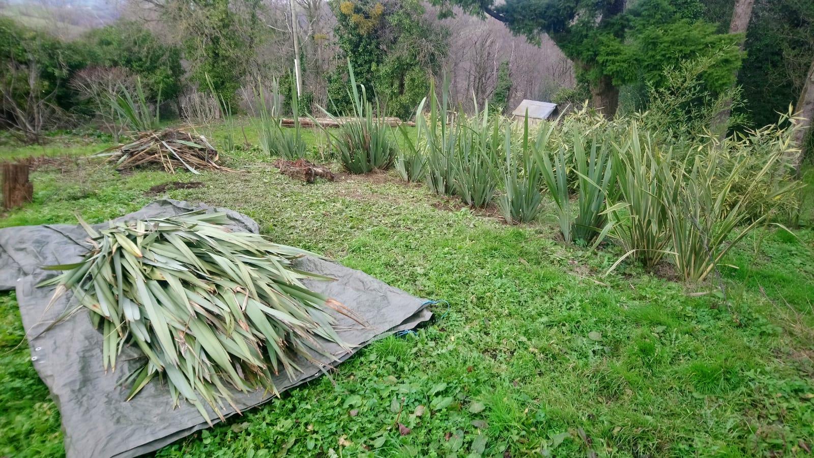 Les feuilles du PHORMIUM TENAX servent aussi à créer des paniers! Merci à tous les créateurs!
